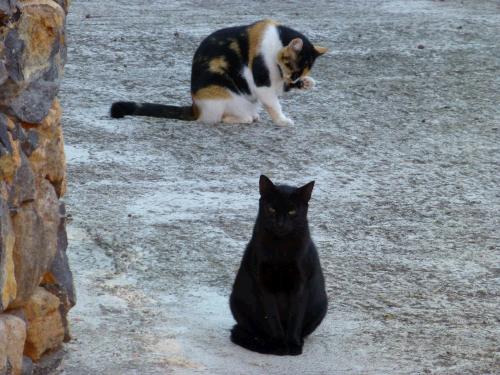 Katzenpsychologie Katzenpsychologin ganzheitlich